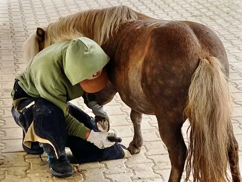 🐴 Glue-On Horseshoes for Tiny Ponies or Foals: Safe and Effective?